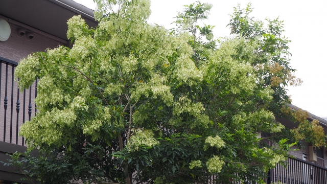 植えてはいけない？シマトネリコの真実
